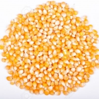 resources of Maize For Cattle And Animal Feed exporters