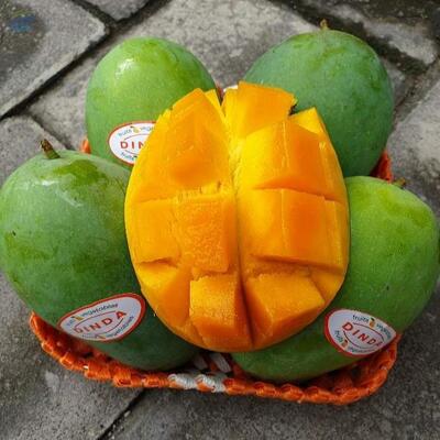 resources of Mango Fresh Fruit exporters