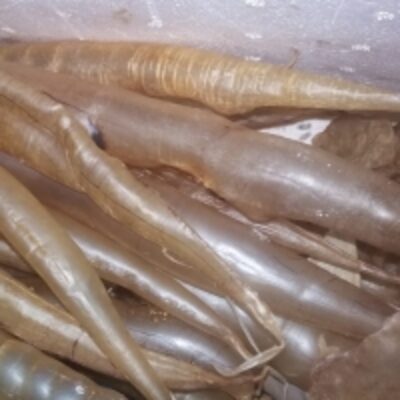 resources of Fish Maw Eel exporters