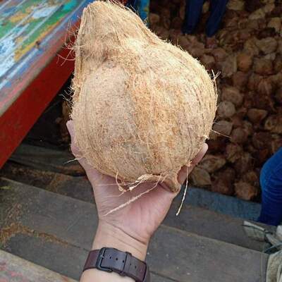resources of Fresh Mature Semi Husked Coconut exporters