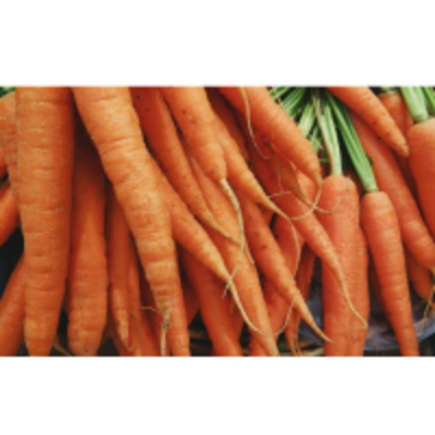 resources of Carrots exporters