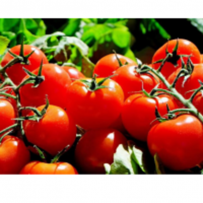 resources of Tomatoes exporters