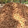 Indian Semi Husked Coconuts Exporters, Wholesaler & Manufacturer | Globaltradeplaza.com