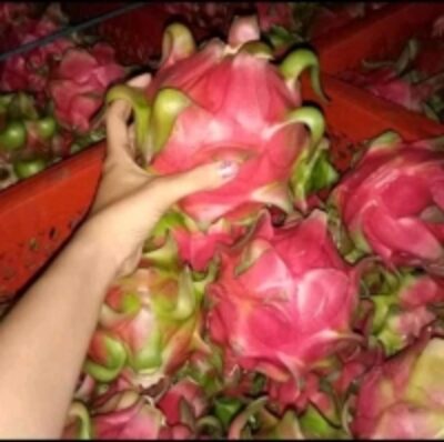 resources of Dragon Fruit exporters