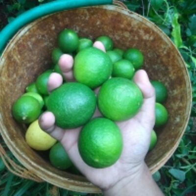 resources of Green Lime exporters