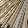 Raw Bamboo Pole Exporters, Wholesaler & Manufacturer | Globaltradeplaza.com