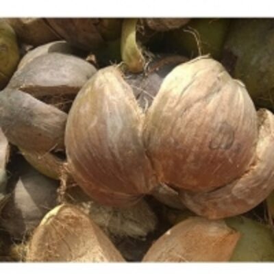 Coconut Shell Exporters, Wholesaler & Manufacturer | Globaltradeplaza.com