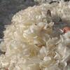 Dried Fish Scale Exporters, Wholesaler & Manufacturer | Globaltradeplaza.com