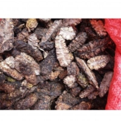 Dried Noni Fruit Exporters, Wholesaler & Manufacturer | Globaltradeplaza.com