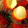 Fresh Rambutan Exporters, Wholesaler & Manufacturer | Globaltradeplaza.com