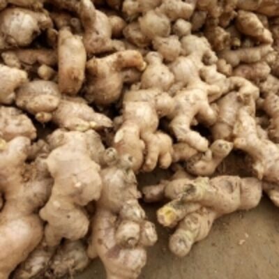 Fresh Ginger (Pita) Exporters, Wholesaler & Manufacturer | Globaltradeplaza.com