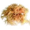 Natural Eucheuma Cottonii Seaweed Exporters, Wholesaler & Manufacturer | Globaltradeplaza.com