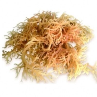 Natural Eucheuma Cottonii Seaweed Exporters, Wholesaler & Manufacturer | Globaltradeplaza.com
