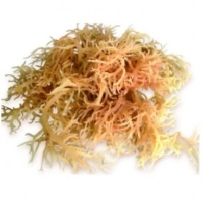 The Best Natural Dried Seaweed Exporters, Wholesaler & Manufacturer | Globaltradeplaza.com