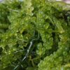 Premium Lato Sea Grapes Lato Seaweed Exporters, Wholesaler & Manufacturer | Globaltradeplaza.com