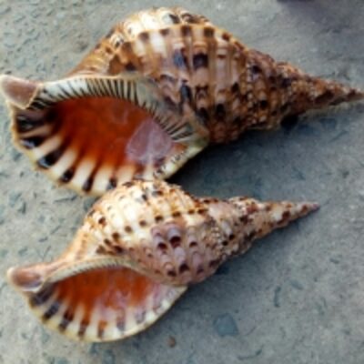 Seashells, Shrimp, Crab, Giant Snail Shell Exporters, Wholesaler & Manufacturer | Globaltradeplaza.com