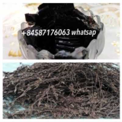 Dried Black Jelly Grass/grass Jelly Leaves Exporters, Wholesaler & Manufacturer | Globaltradeplaza.com
