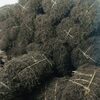 Dried Black Grass Jelly Leaves Exporters, Wholesaler & Manufacturer | Globaltradeplaza.com