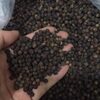 Black Pepper 550G/l, 600G/l Exporters, Wholesaler & Manufacturer | Globaltradeplaza.com