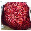Dried Red Chilli Exporters, Wholesaler & Manufacturer | Globaltradeplaza.com
