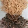Dried Golden/purple Seamoss Exporters, Wholesaler & Manufacturer | Globaltradeplaza.com