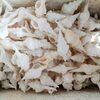 Natural Seashells Exporters, Wholesaler & Manufacturer | Globaltradeplaza.com