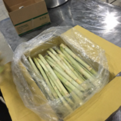 Raw Fresh Sugarcane Exporters, Wholesaler & Manufacturer | Globaltradeplaza.com