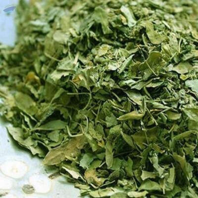 Dried Papaya Leaf For Tea Exporters, Wholesaler & Manufacturer | Globaltradeplaza.com