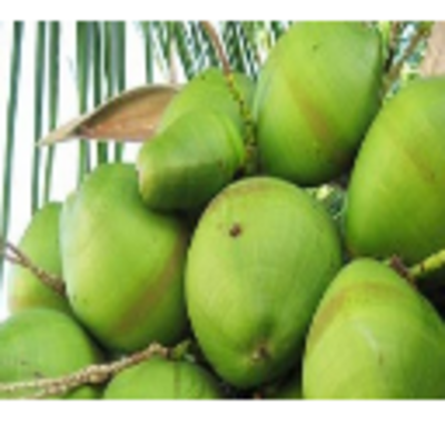 resources of Fresh Coconut exporters