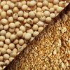 Soybean Meal Exporters, Wholesaler & Manufacturer | Globaltradeplaza.com