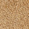 Durum Wheat Exporters, Wholesaler & Manufacturer | Globaltradeplaza.com