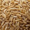Hard Red Winter Wheat Exporters, Wholesaler & Manufacturer | Globaltradeplaza.com