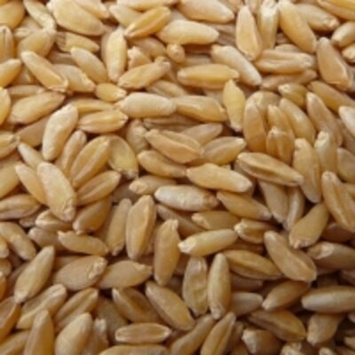 resources of Hard Red Winter Wheat exporters