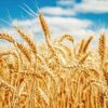 Milling Wheat Exporters, Wholesaler & Manufacturer | Globaltradeplaza.com