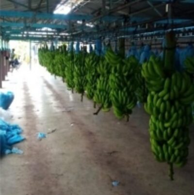 resources of Banana exporters