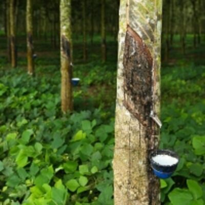 resources of Raw Rubber exporters