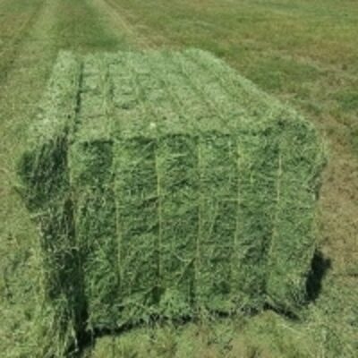resources of Rhode Meal/dehydrated Alfalfa exporters