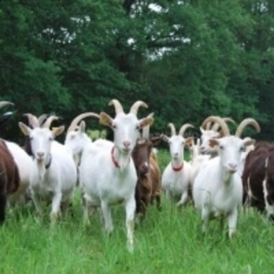 resources of Boer Pure Breed Boer Goats Live exporters