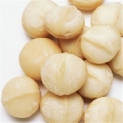 resources of Macadamia Nuts Unshelled exporters