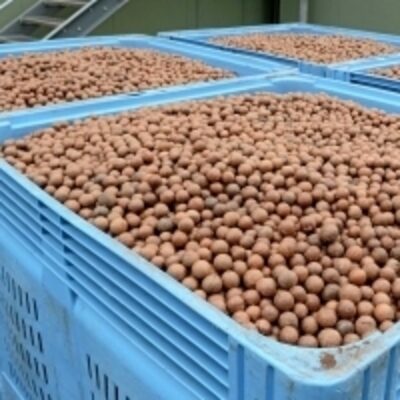resources of Bio Macadamia Nuts exporters