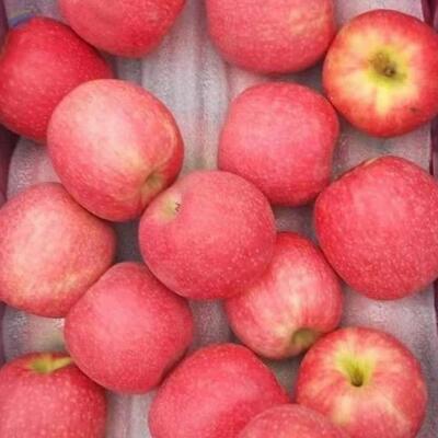 Red Fuji Fresh Apple Exporters, Wholesaler & Manufacturer | Globaltradeplaza.com