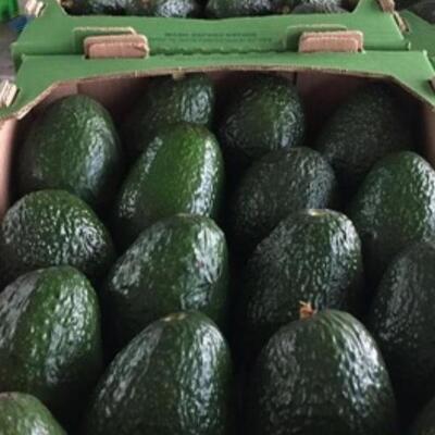Natural Fresh Avocado Exporters, Wholesaler & Manufacturer | Globaltradeplaza.com