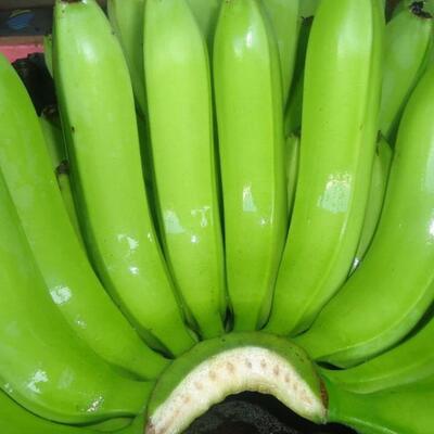 Fresh Cavendish Banana Exporters, Wholesaler & Manufacturer | Globaltradeplaza.com