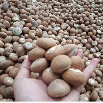 Dried Betel Nuts Exporters, Wholesaler & Manufacturer | Globaltradeplaza.com