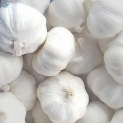 Pure White Garlic Exporters, Wholesaler & Manufacturer | Globaltradeplaza.com