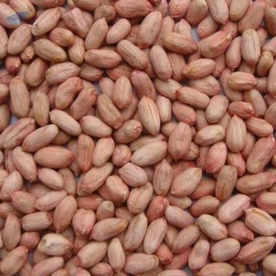 Raw Peanuts Kernel, Raw Groundnuts Exporters, Wholesaler & Manufacturer | Globaltradeplaza.com