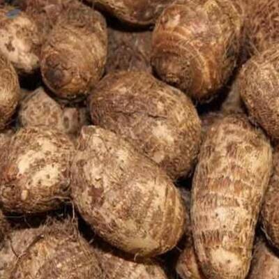 Taro Roots, Colocasia Roots Exporters, Wholesaler & Manufacturer | Globaltradeplaza.com