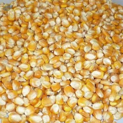 Yellow Corn, Yellow Maize Exporters, Wholesaler & Manufacturer | Globaltradeplaza.com