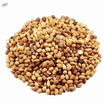 Mahlab Seeds, Mahleb Seeds Exporters, Wholesaler & Manufacturer | Globaltradeplaza.com