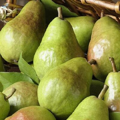 Fresh Pear Fruits Exporters, Wholesaler & Manufacturer | Globaltradeplaza.com